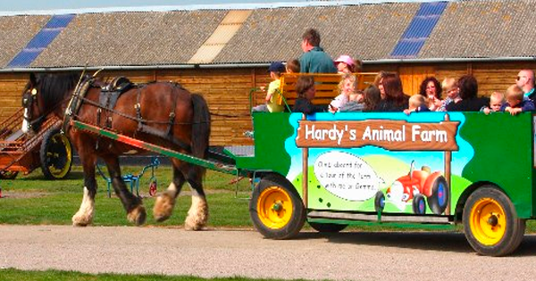 Hardy's Animal Farm | Attractions Network Hardy's Animal Farm | Attractions Network